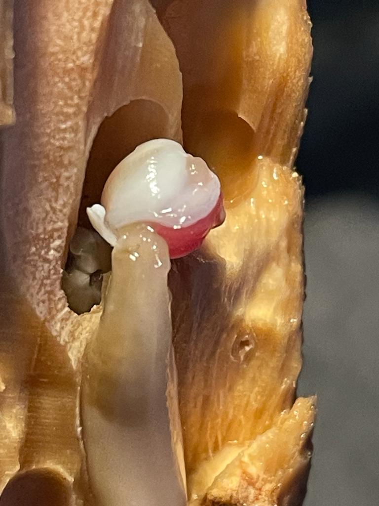 DorsetLimpet's tweet photo. I can now see why ships of old dreaded the Shipworm (Teredo spp.) This small fragment of sawn softwood washed up on Chesil beach recently had many individuals lurking inside.
#shipworm https://t.co/wWdMd5aGGz