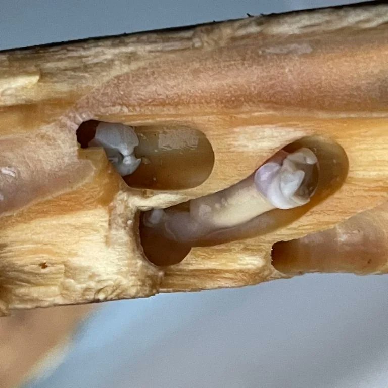 DorsetLimpet's tweet photo. I can now see why ships of old dreaded the Shipworm (Teredo spp.) This small fragment of sawn softwood washed up on Chesil beach recently had many individuals lurking inside.
#shipworm https://t.co/wWdMd5aGGz