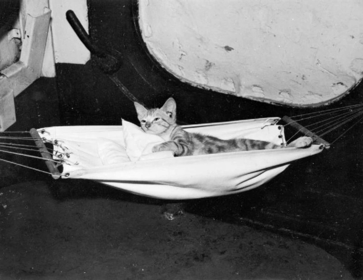 This kitten on HMS Eagle in 1945 does not seem ready to get out of the hammock. Sailors often made hammocks for their ship's cat because it helped prevent sea sickness and made their furry shipmate seem more like a member of the crew. #LazySunday #Cats