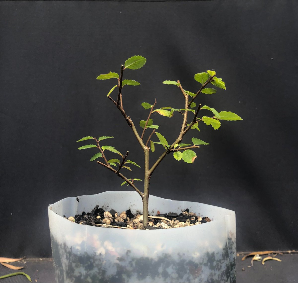 Lil Chinese elm I plan on developing into a Mame bonsai, it’s around 10cm tall atm
reddit.com/z60t92