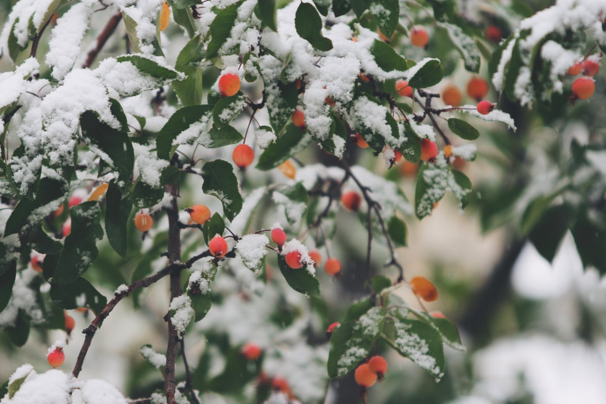 SeattleSPU's tweet photo. Are you ready for #WinterWeather🥶? Before temperatures dip, follow these tips:
🌊Protect water pipes from freezing
🌷Drain &amp; remove outdoor hoses &amp; cover faucets
🚫Know where your shut-offs are located (electric, gas, &amp; water) 
Find more tips at our blog, https://t.co/koNkCXdMzS https://t.co/sIdarAguhP