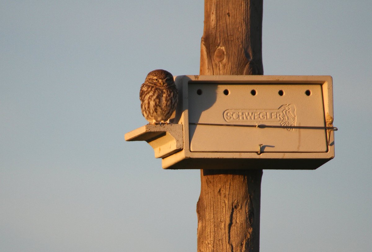 Chrishodgebird tweet picture
