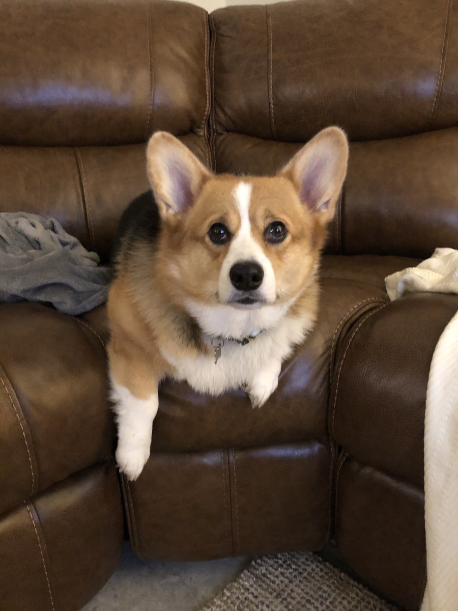 PrincessCorki's tweet photo. It’s my birthday! 🥳 🎂 #corgi https://t.co/eZVoikSHjQ