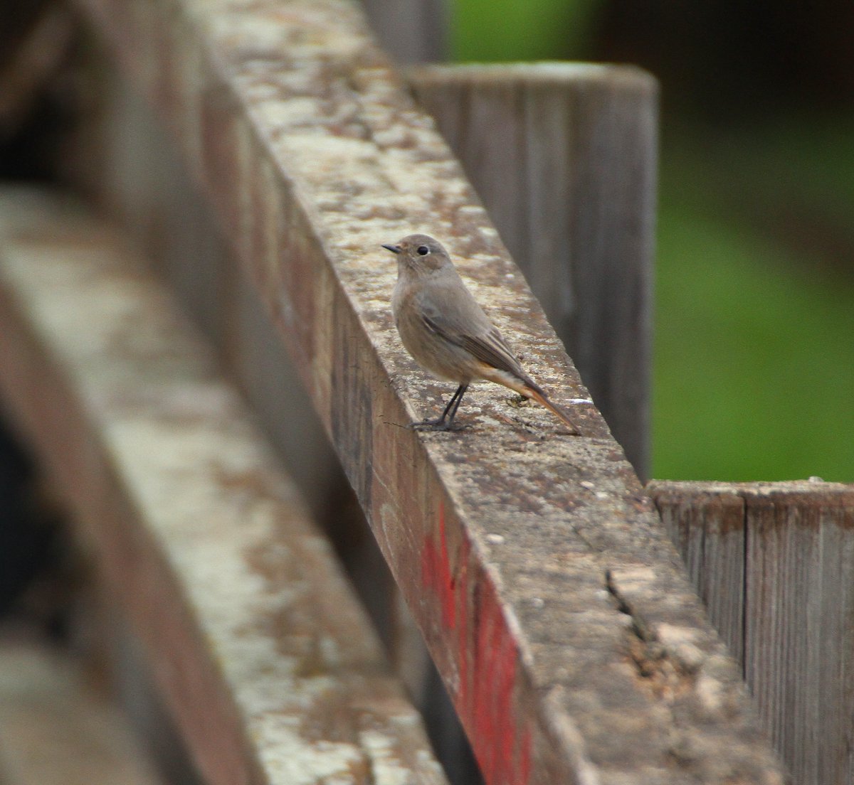 Chrishodgebird tweet picture