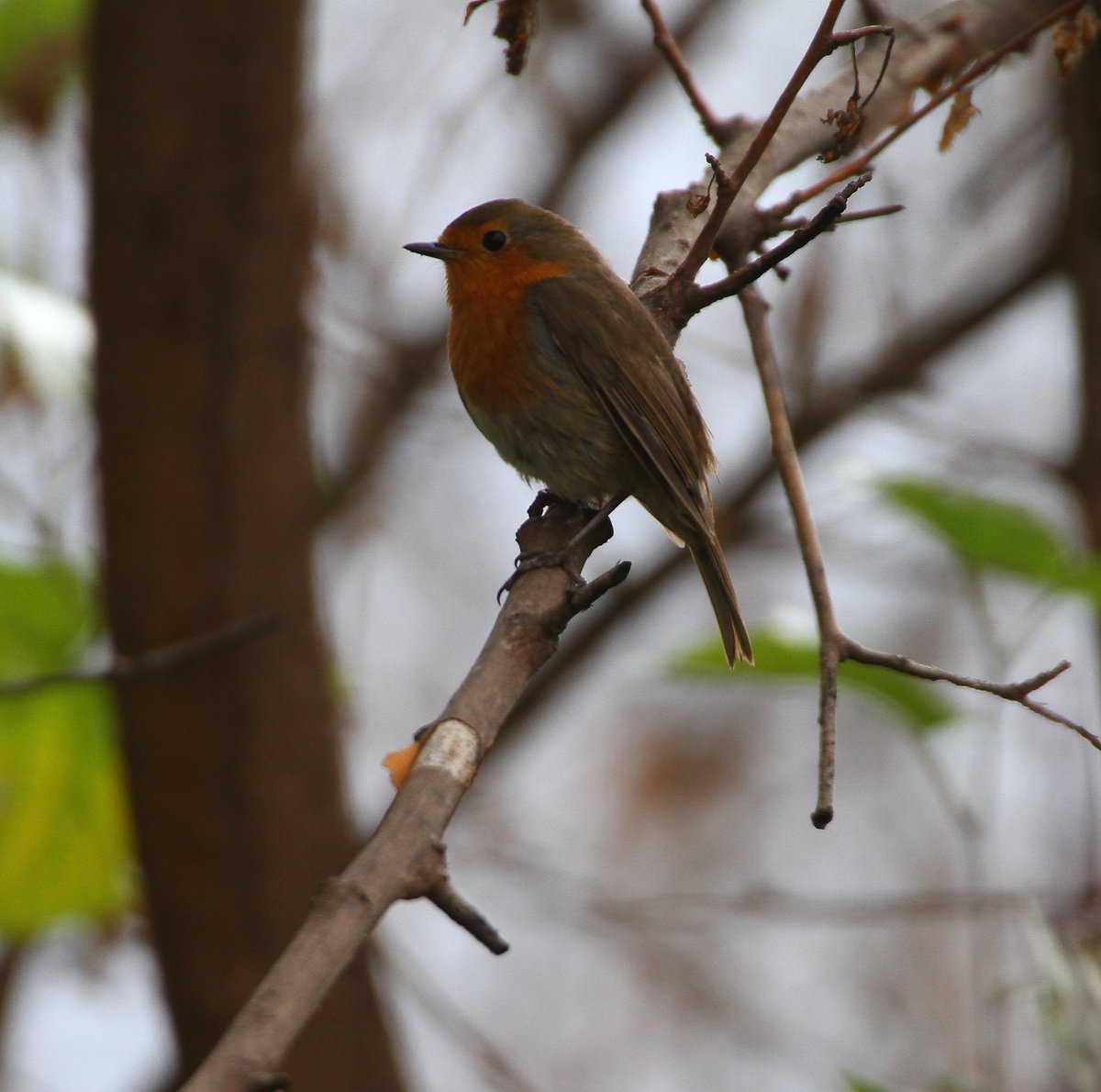 Chrishodgebird tweet picture