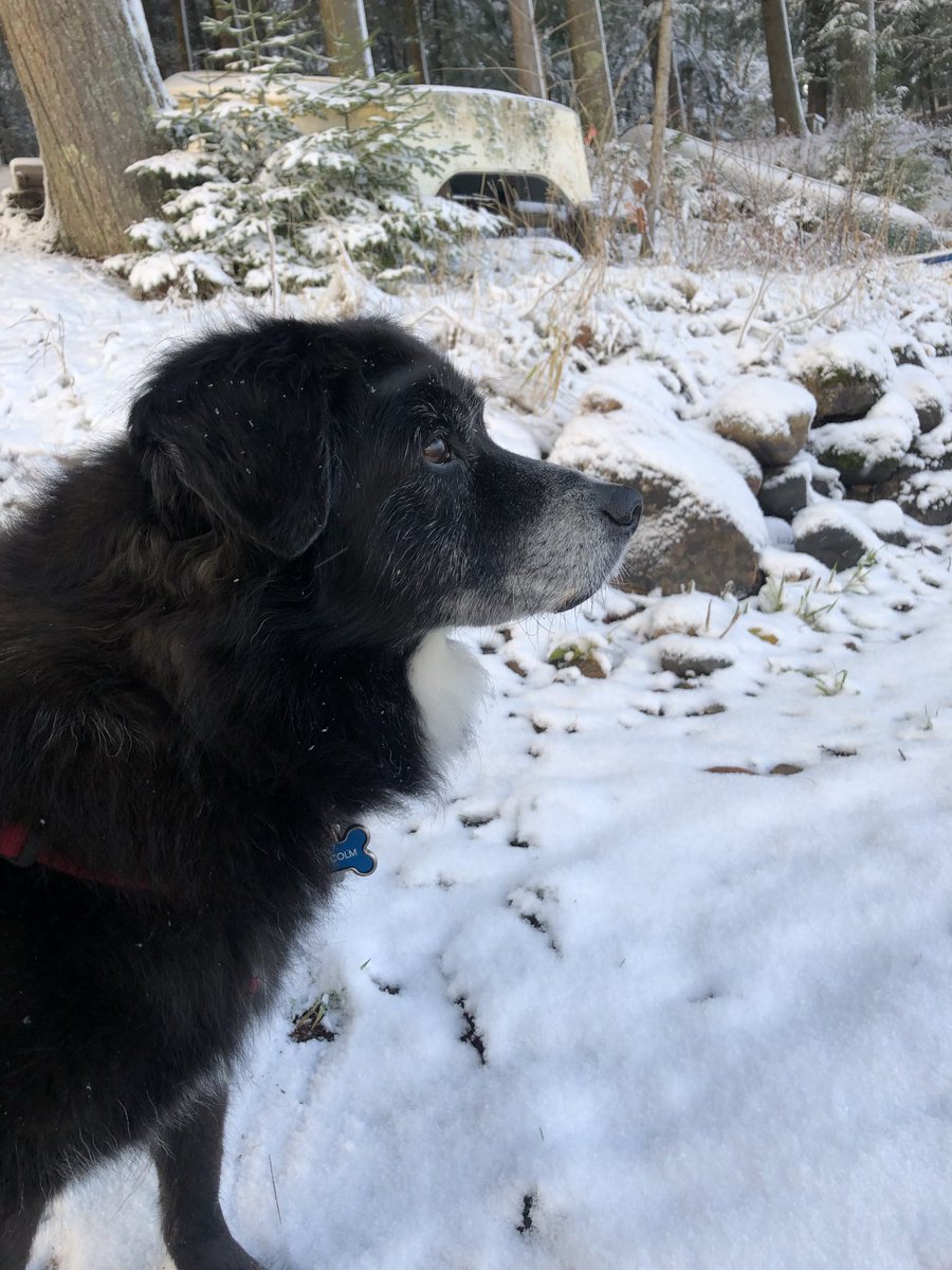 threadedpixels's tweet photo. Malcolm absolutely LOVES the snow… possibly too much. How much snow can you let a dog eat? He claims “all of it” but his humans aren’t so sure… https://t.co/K00hAjS9My