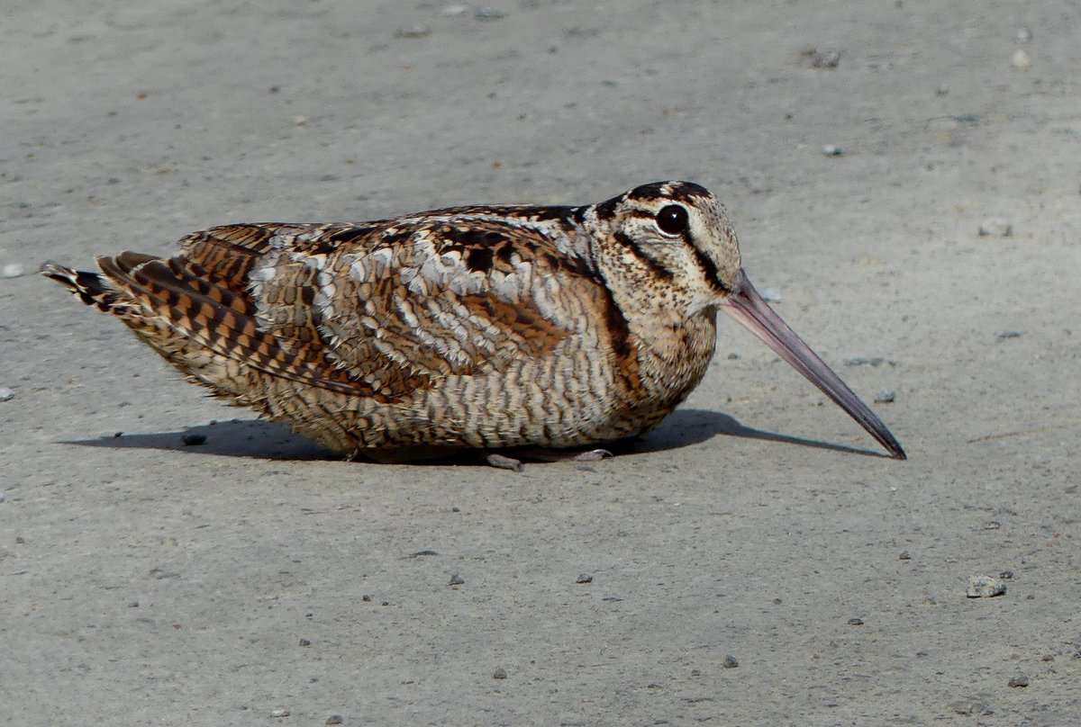 This beautiful bird is a Woodcock it’s legal to shoot them here in the UK. Woodcock are in decline. Please help reduce their slaughter. Petition: Limit the shooting season of Woodcock petition.parliament.uk/petitions/6196… many thanks. #birdwatching #TwitterNatureCommunity #sundayvibes