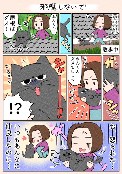 夜遅くにすみません!
「邪魔しないで」
外が大好きなれんくんなので、もっと遊びたかったみたいです😅

#猫 
#日常
#漫画がよめるハッシュタグ 