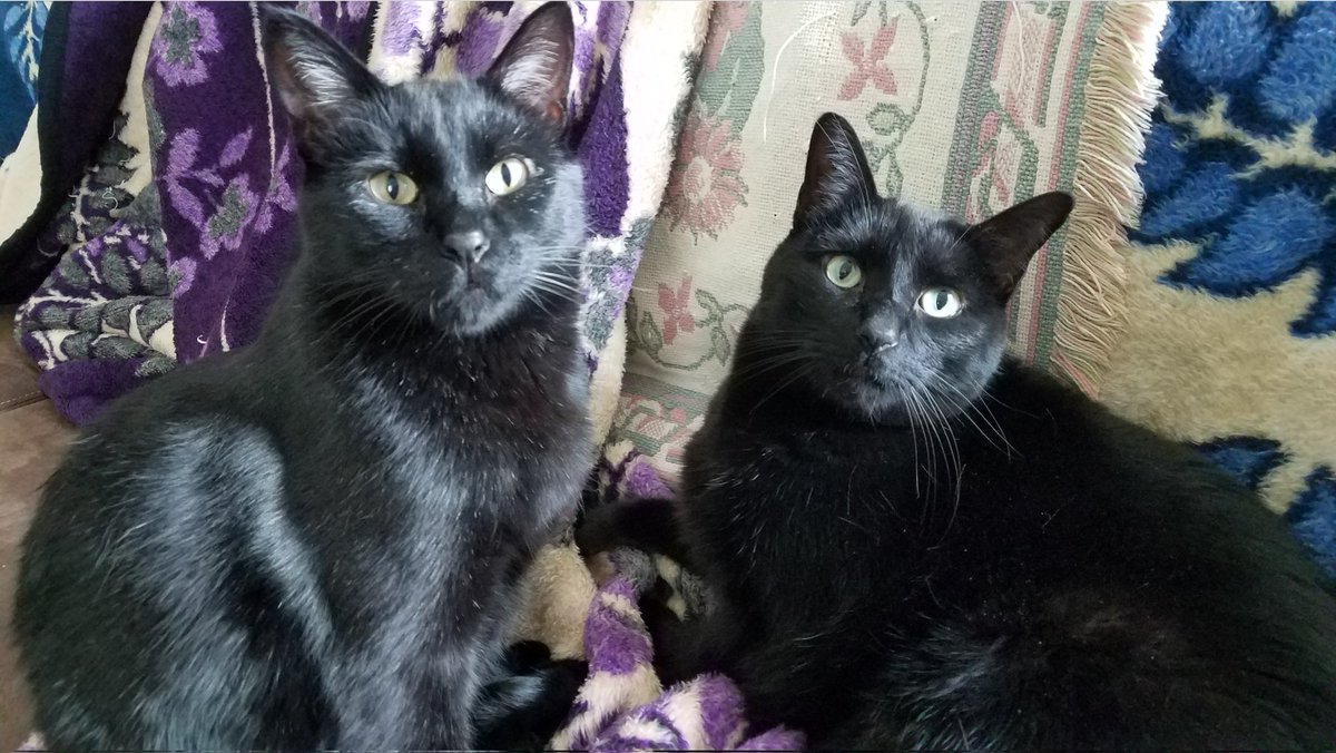 ChicagoShirl tweet media