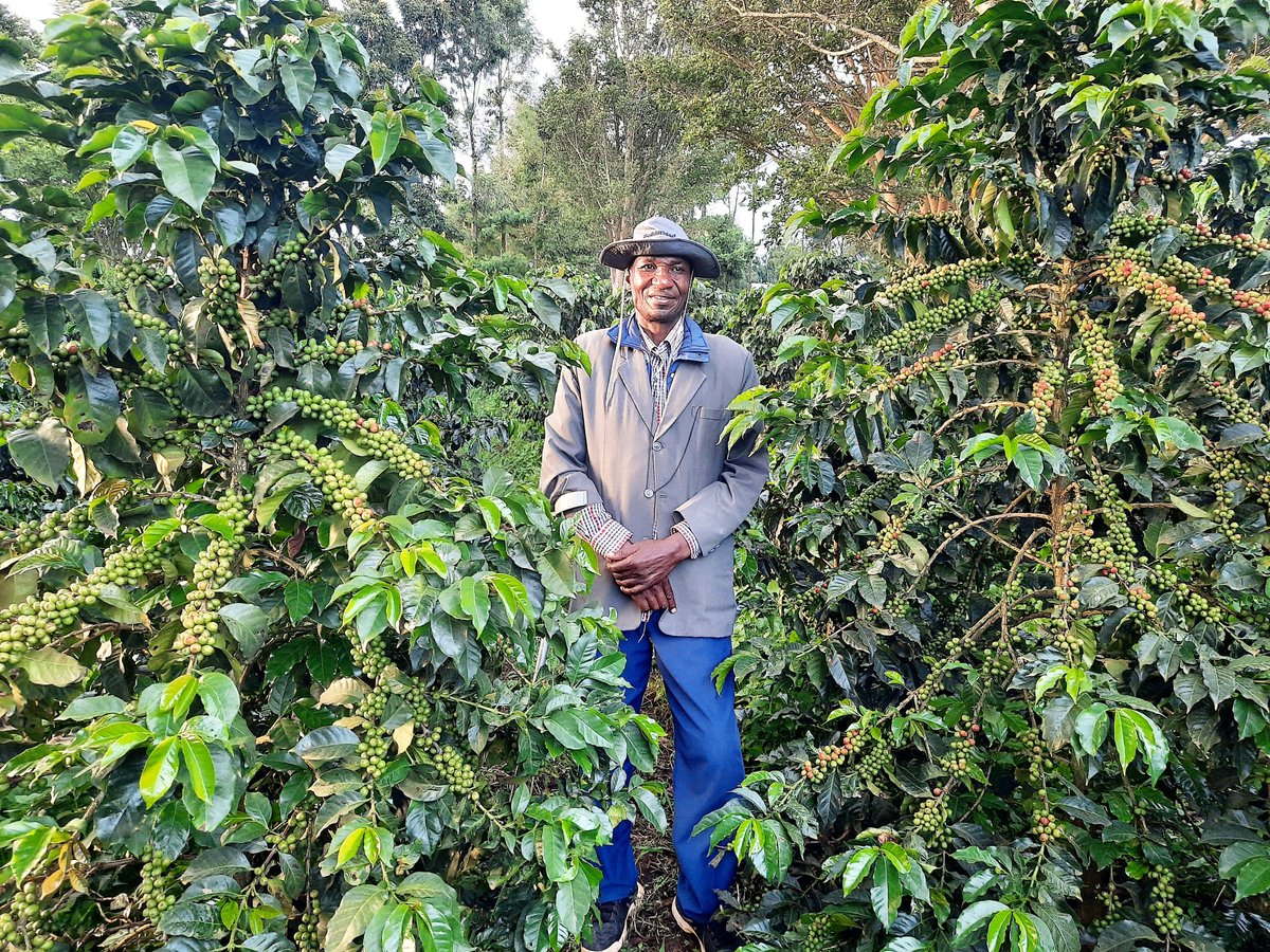 Fantastic to visit this Consultant in #TransNzoia County #Kenya to learn how he is demonstrating a low-cost #organic #soilconditioner to increase  #coffee crop productivity &amp; to improve quality  #regenerativefarming #soilhealth #savesoil #producemorewithless #sustainablecoffee