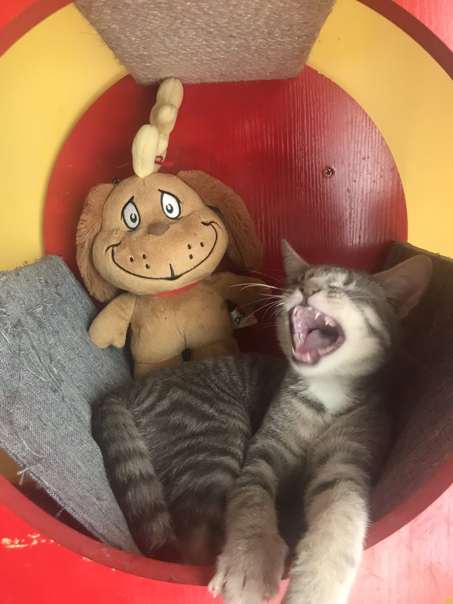 meowsquadnyc's tweet photo. ๐๐itโs TIIIIIIIIIIIIIIIMEEEEEEEE! ๐๐
We are partnering with Petfinder using the hashtag #FindYourMax to help the Grinches of the world find their Max, cats that are shy and would love to accompany someone who enjoys staying in, much like the Grinch on his mountaintop. https://t.co/2jZrlJQ8na