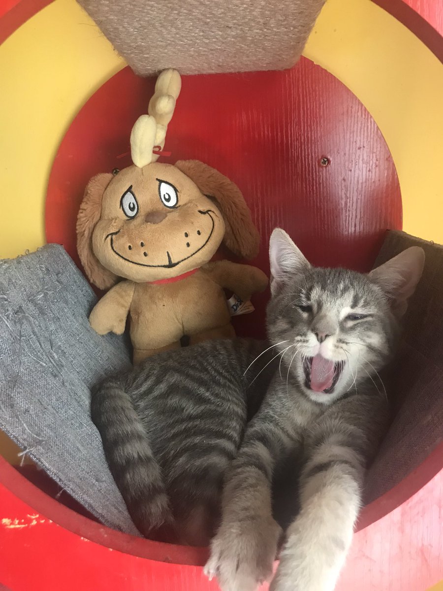 meowsquadnyc's tweet photo. ๐๐itโs TIIIIIIIIIIIIIIIMEEEEEEEE! ๐๐
We are partnering with Petfinder using the hashtag #FindYourMax to help the Grinches of the world find their Max, cats that are shy and would love to accompany someone who enjoys staying in, much like the Grinch on his mountaintop. https://t.co/2jZrlJQ8na