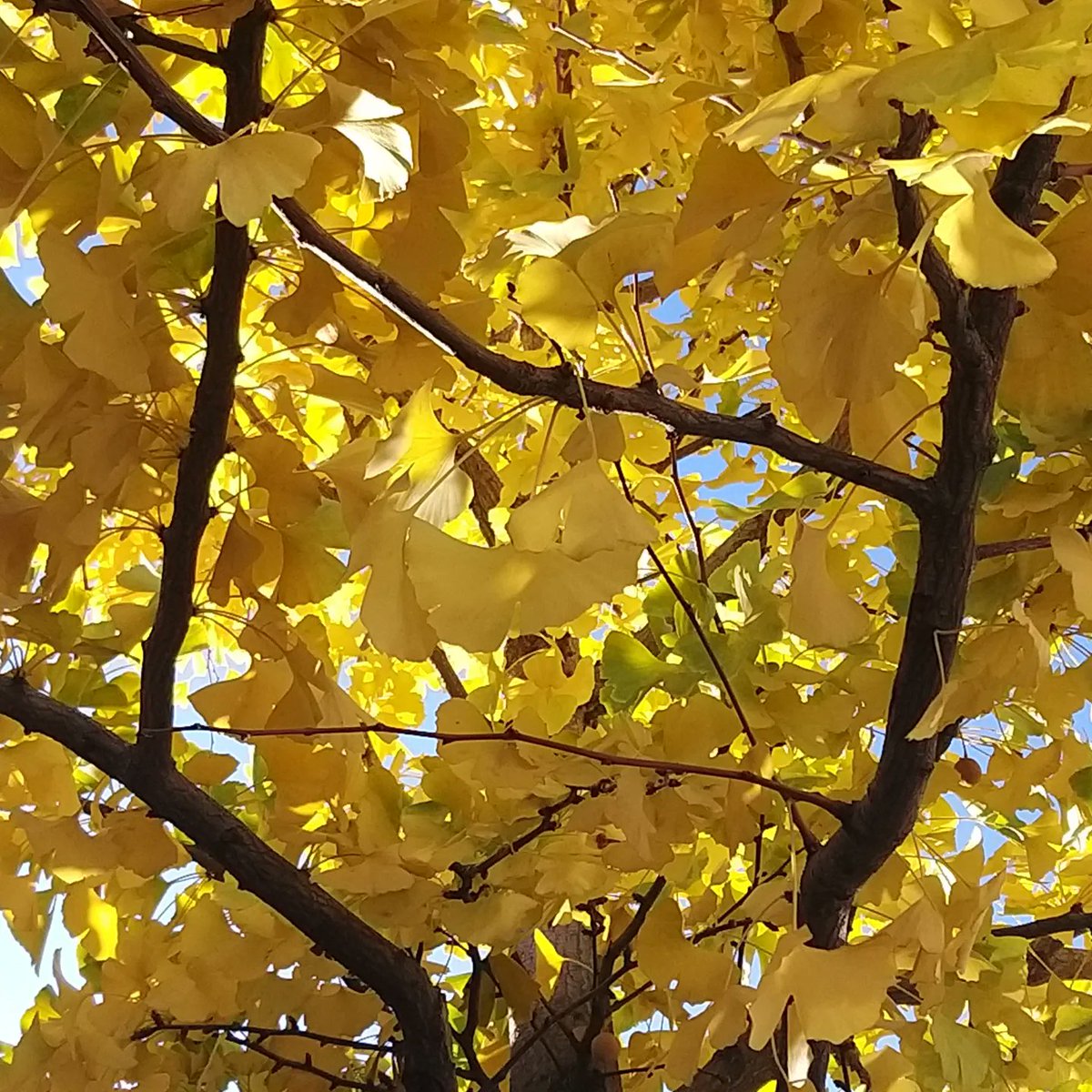 jennylinford's tweet photo. #FlowerReport @alyssaharad A glorious ginkgo London street tree! #FallReport #LeafReport https://t.co/Jim0GQFpNr
