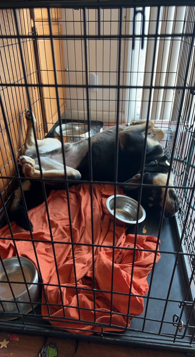 jocelinbhodges's tweet photo. @bunsenbernerbmd Max is really special. https://t.co/pSQrHpa0dY