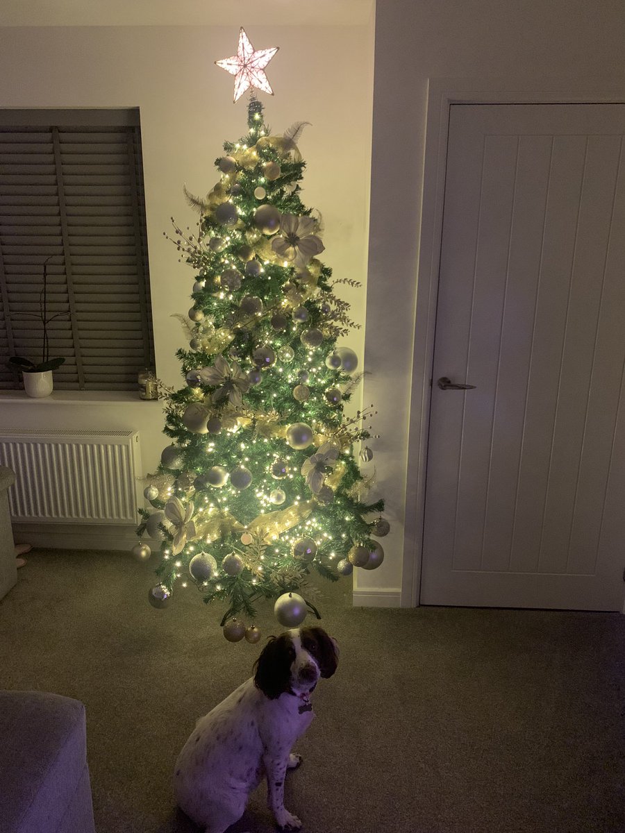 RobynGaines08's tweet photo. We’re Christmas ready! 🎄❄️🌟 https://t.co/iGBqFpTpsq