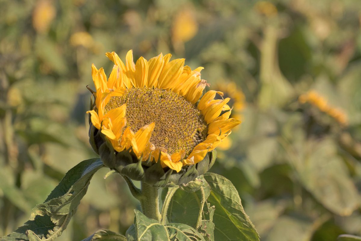 5cragstudios's tweet photo. GA everyone! Today's shot is a sunflower in the full sun

#flowers #nature #flower #photography #love #naturephotography  #photooftheday. https://t.co/WaFIXW9rRb