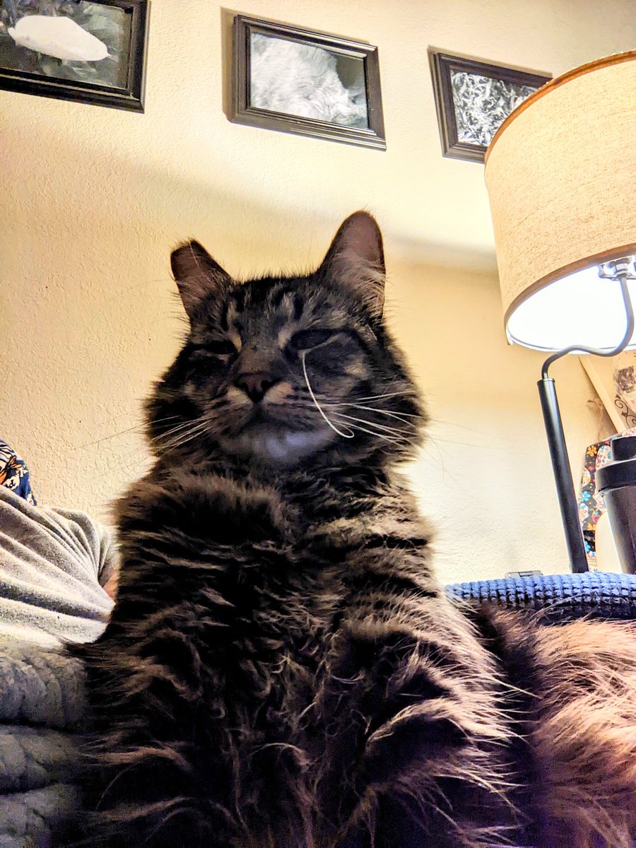 Quasimoto2_1's tweet photo. @JortsTheCat Brambles too! Though he somehow ended up in a cat hoarding situation too before we got to love him. https://t.co/GlHcJYU2gL