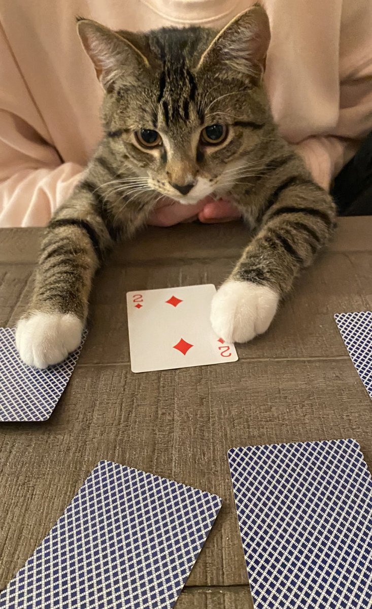 MMadryga's tweet photo. His first card was only a two, but our young Rico is putting his bet on the next card: He forecasts a Metro Vancouver snowfall later Tuesday, potentially heavy Tuesday night 🐈. ⁦@GlobalBC⁩ https://t.co/Awr8yZ7kPn