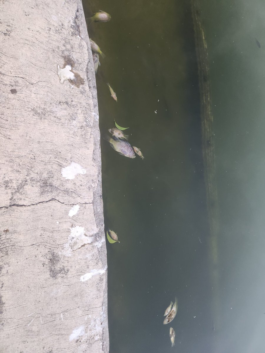 abovane's tweet photo. @ChapultepecCDMX @ProChapultepec 
Así toda la orilla del lago... https://t.co/oRd1xiYkM4