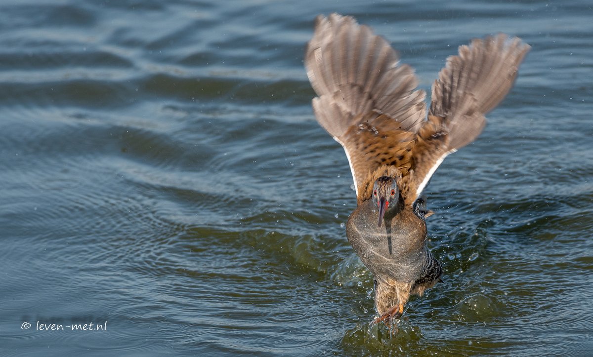 Waterral leven-met.nl/waterral/ 
#oostvaardersveld <a href="/staatsbosbeheer/">Staatsbosbeheer</a> <a href="/npnieuwland/">NP Nieuw Land</a>