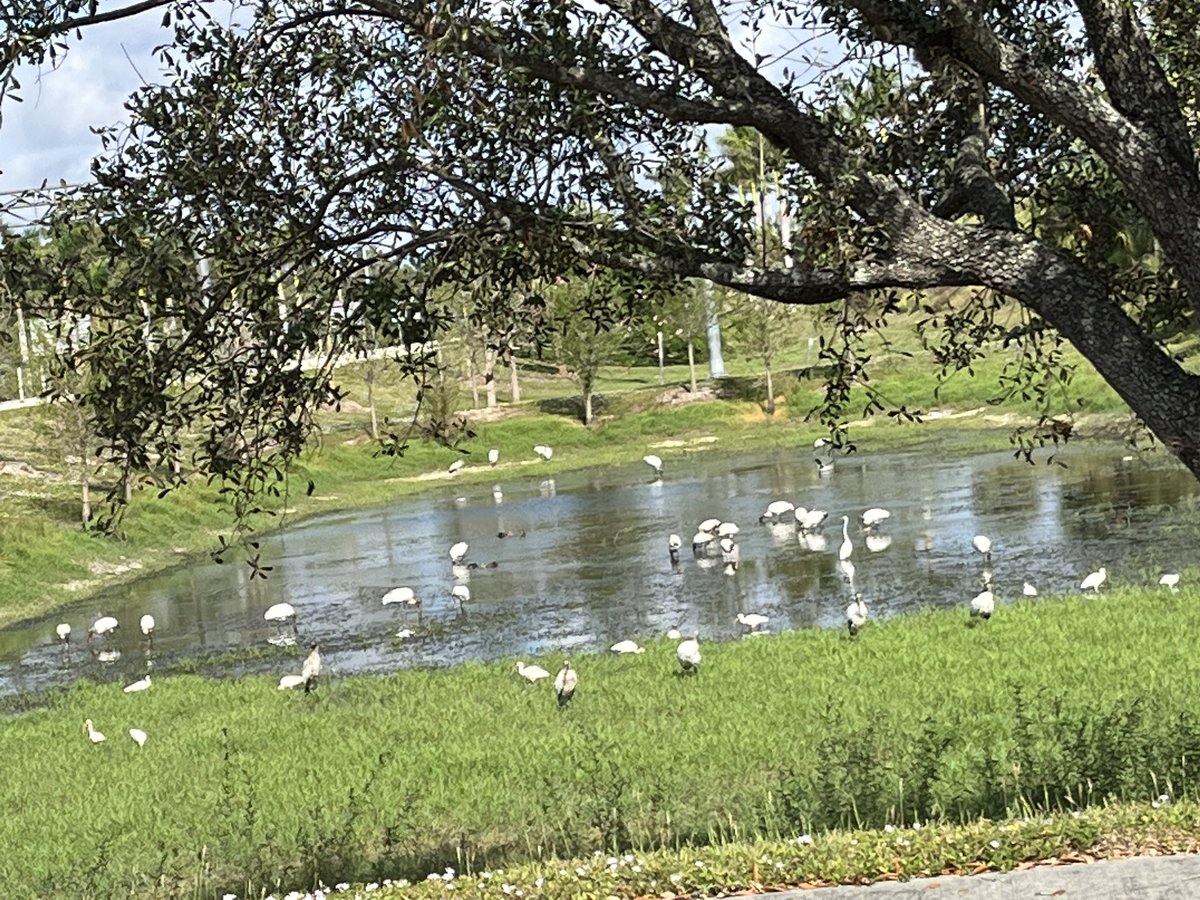 happylaura's tweet photo. Woodstorks are back in full force for seasonal mating in November and were foraging about in Bonita Springs. #Florida #birding #ibis #woodstorks #egrets https://t.co/Si291EXhpV