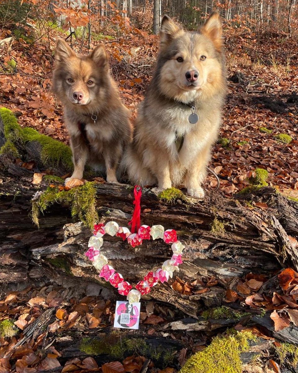 Lady79525827's tweet photo. 🖤The weather was wonderful for my journey with my lotus heart. We took our two Lapphunds for a nice walk in the Spessart Forest and then visited our Johannisburg Castle in Aschaffenburg/Germany. 🖤

#Molko5oh https://t.co/qAI8r1dczs