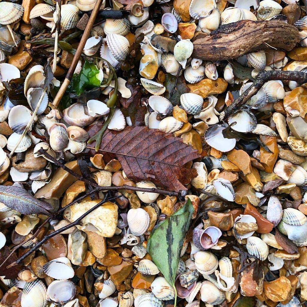 KinnesonLalor's tweet photo. I’ve never been on a sea shore with so many shells.
#thesolent #solent #calshot #eaglehurst #luttrellstower #seashore #shells #seashellsbytheseashore #seashells #seashellsofinstagram https://t.co/qUJBHvD9Qa https://t.co/aqn7Vv233o