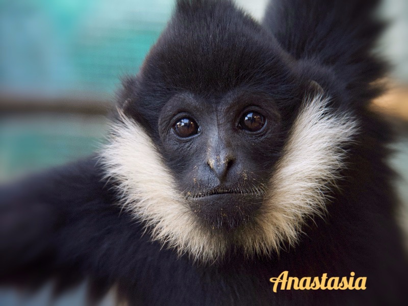 GibbonCenter's tweet photo. 2023 Gibbon Sponsors  🙊 Cyber Monday Sponsors get a free membership &amp; calendar - https://t.co/8VpVU3xmJ3 https://t.co/FMseP2pyZ8