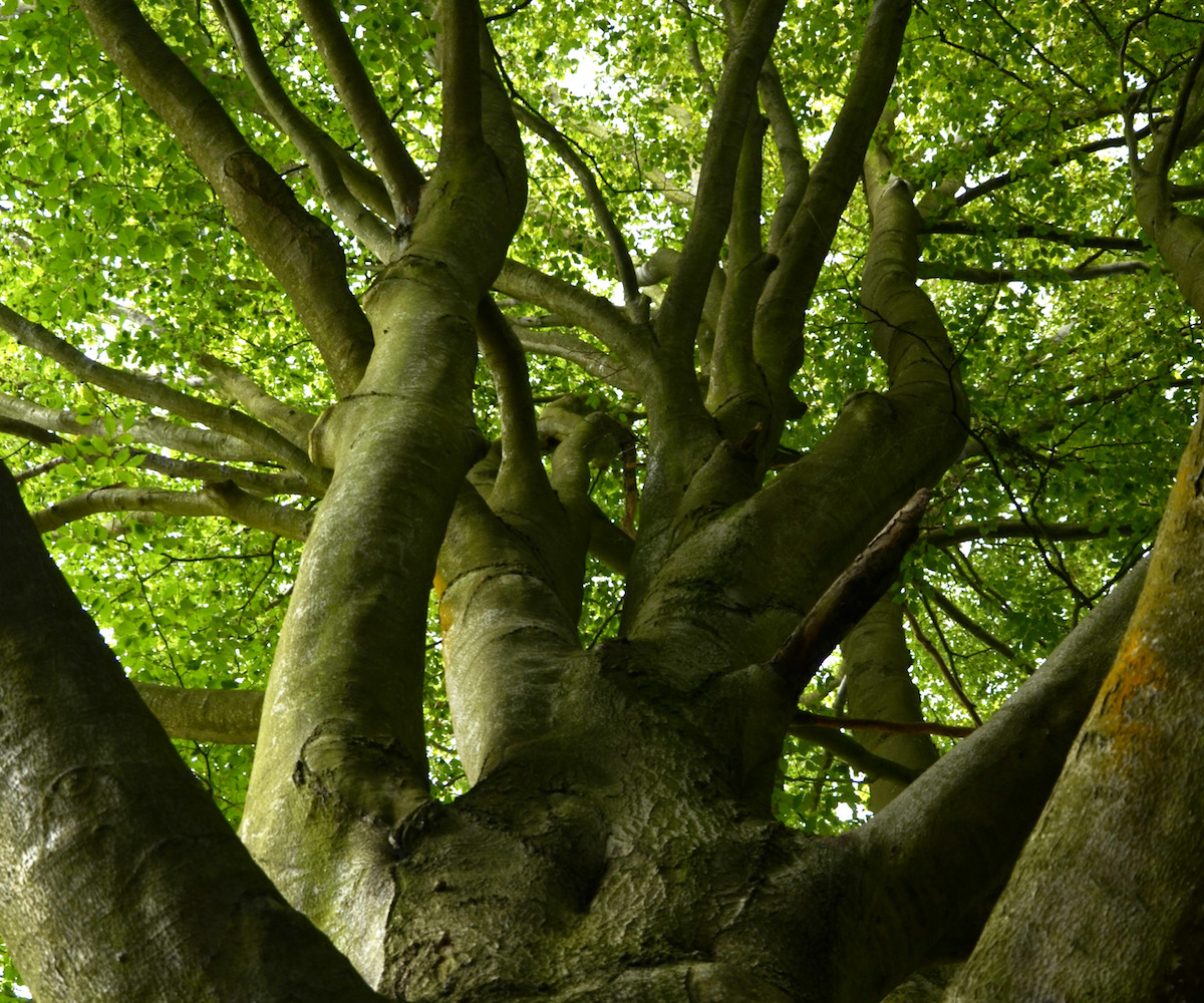 glendaleuk's tweet photo. Today marks the start of #NationalTreeWeek 🌲🌱

Here at Glendale, we're experts in all things to do with green spaces, including trees! Our skilled arborists and tree surgeons can complete #treeremoval, #treefelling, #treerelocation and #treemanagement.

https://t.co/QvXcAk0O7t https://t.co/xE14grJH3t