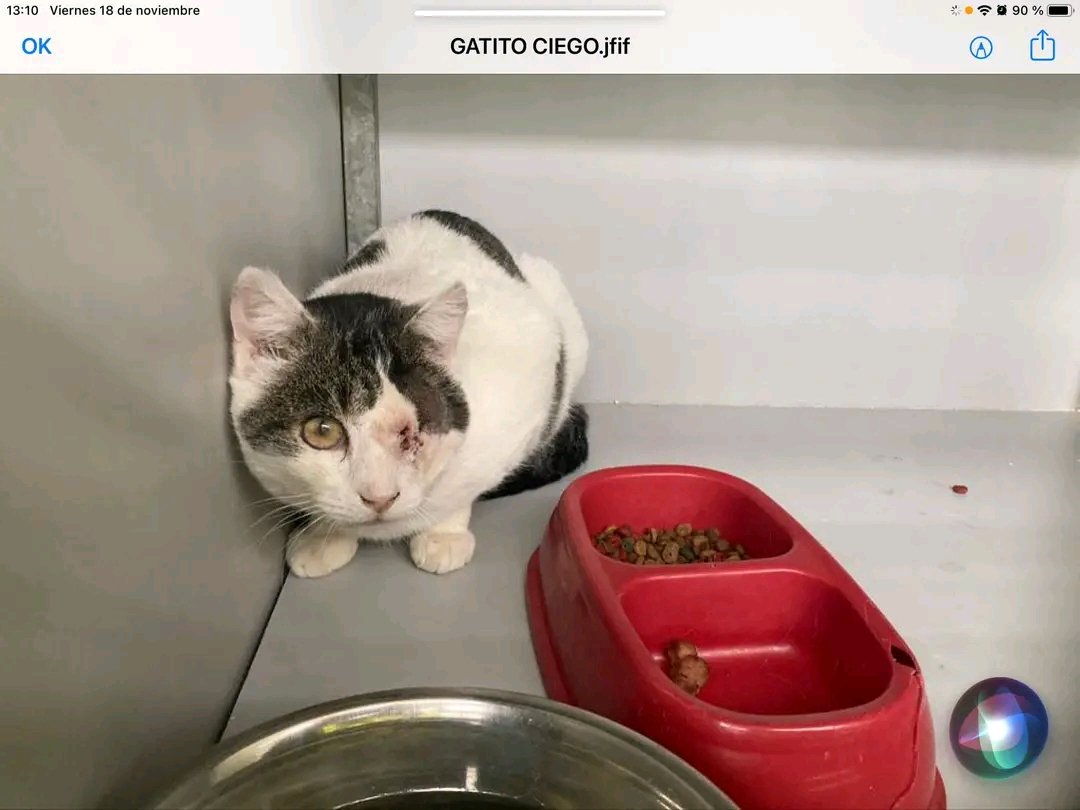 robespain's tweet photo. El día 12-O se encontró un gatito con un ojo ensangrentado. Llamó a la policía y fueron a por él. Le han operado el ojo, ciego por el otro y + a inmuno.
Está en el centro de protección animal del ayuntamiento de Madrid, aislado. Se plantean la eutanasia.
https://t.co/VpNjCLcjv5 https://t.co/QrpKXZCfhe