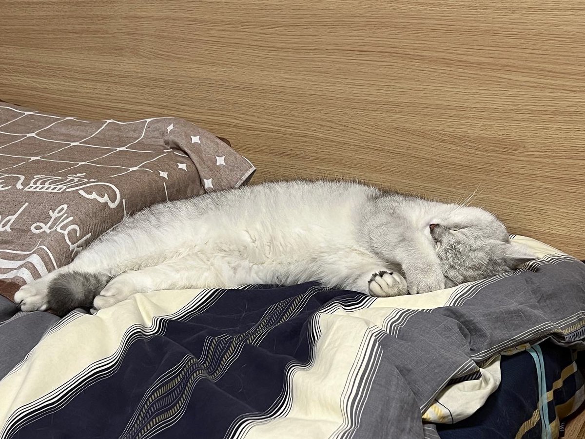 arvinzjc's tweet photo. Every now and then I really hate politics. Yet I'm always into cats.🐱
Just take a look at these unbearably cute😇 pictures of Xiaojiu.🫣 https://t.co/vPU91vYMh1