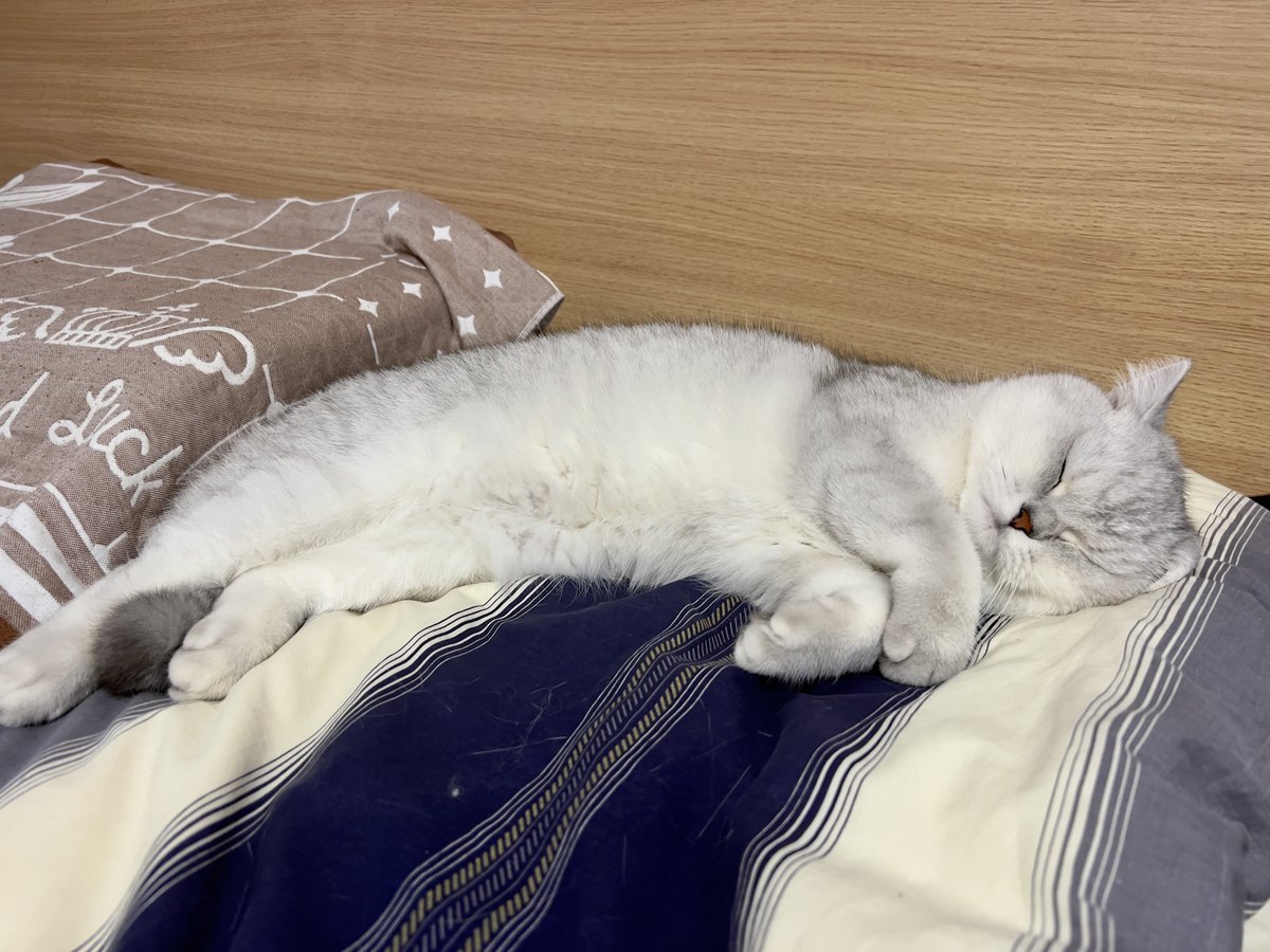 arvinzjc's tweet photo. Every now and then I really hate politics. Yet I'm always into cats.🐱
Just take a look at these unbearably cute😇 pictures of Xiaojiu.🫣 https://t.co/vPU91vYMh1