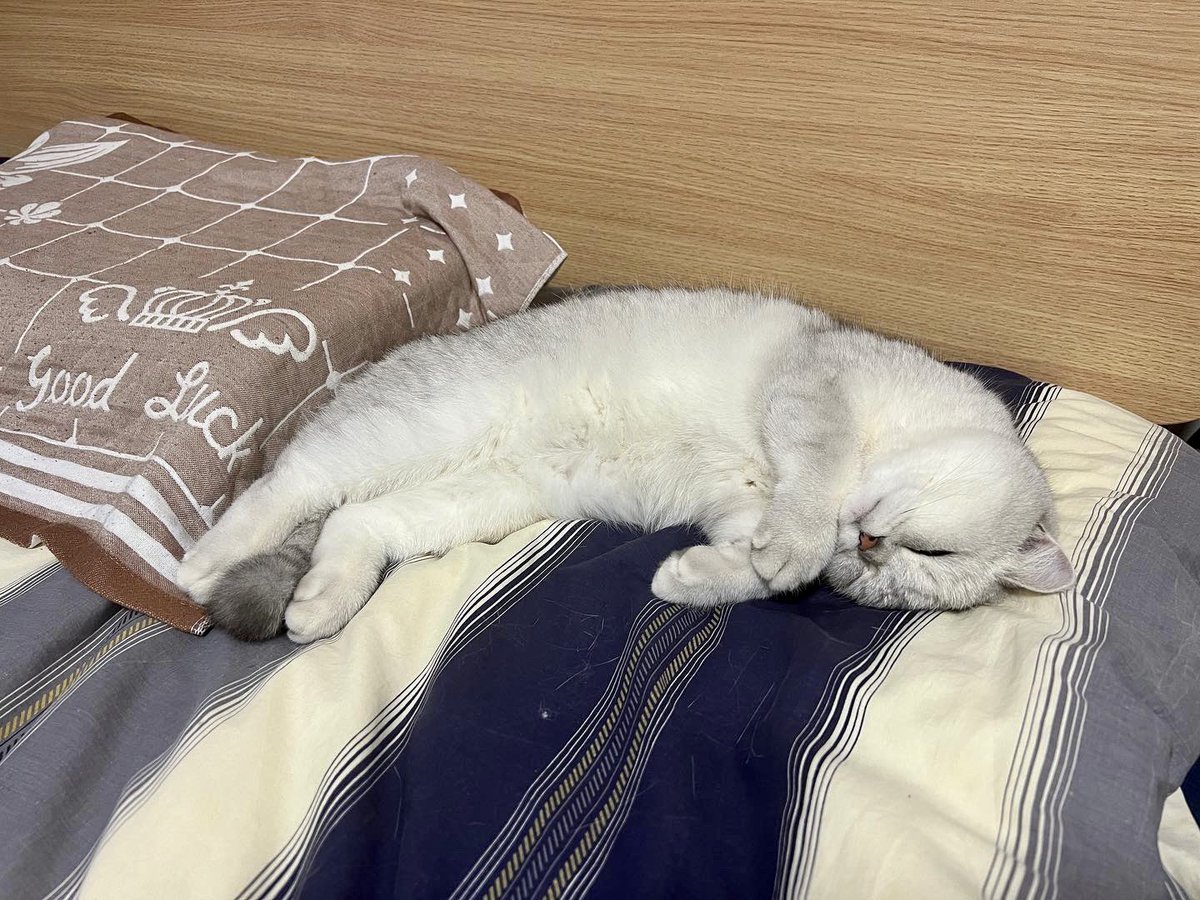 arvinzjc's tweet photo. Every now and then I really hate politics. Yet I'm always into cats.🐱
Just take a look at these unbearably cute😇 pictures of Xiaojiu.🫣 https://t.co/vPU91vYMh1