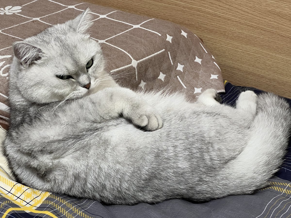 arvinzjc's tweet photo. Every now and then I really hate politics. Yet I'm always into cats.🐱
Just take a look at these unbearably cute😇 pictures of Xiaojiu.🫣 https://t.co/vPU91vYMh1