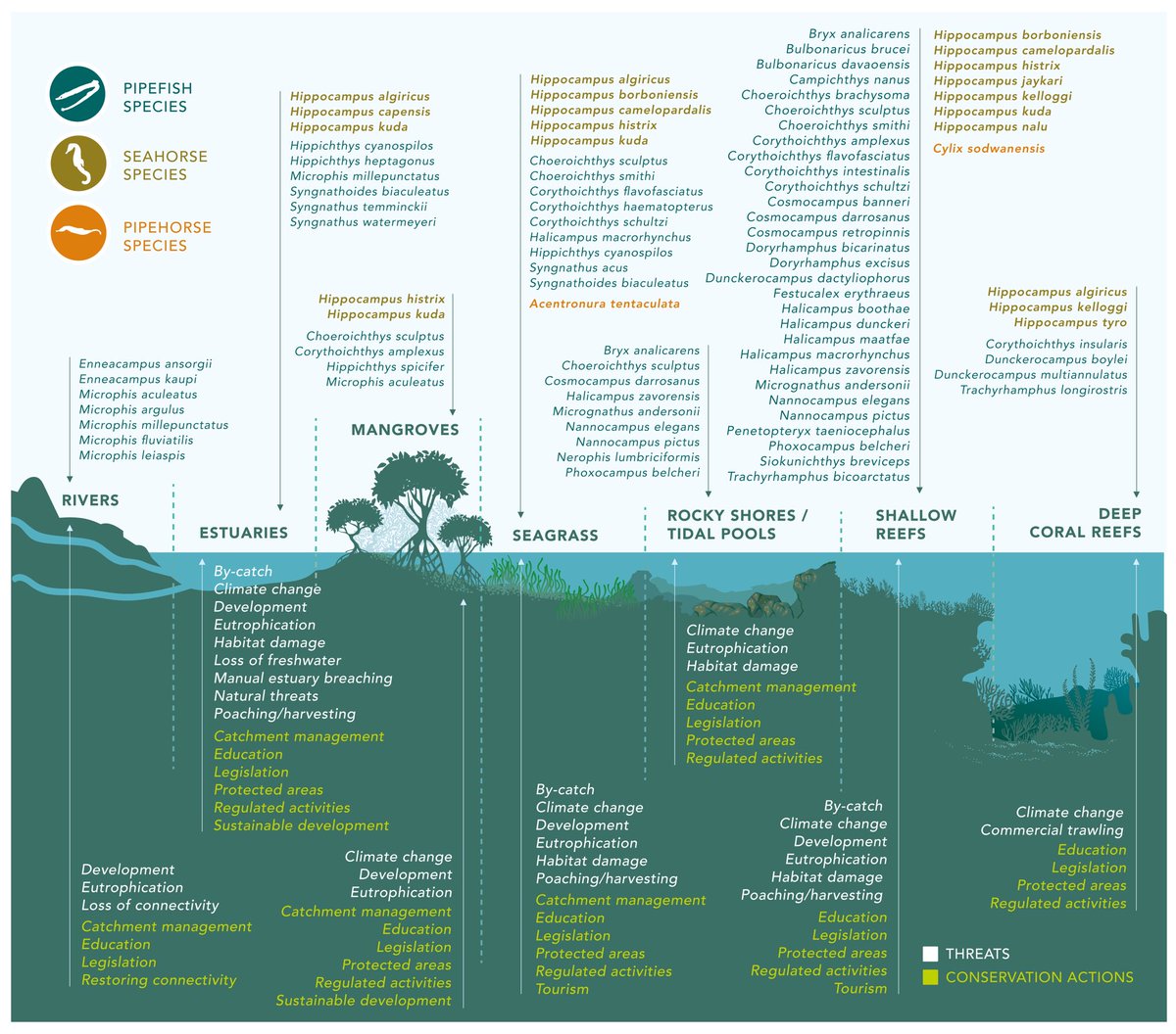 ClaassensLouw's tweet photo. Check this graphic for a summary of syngnathid #threats and #conservationactions along all habitats! Different species-different habitats-different threats-different actions needed! https://t.co/PjnRgjDVFD