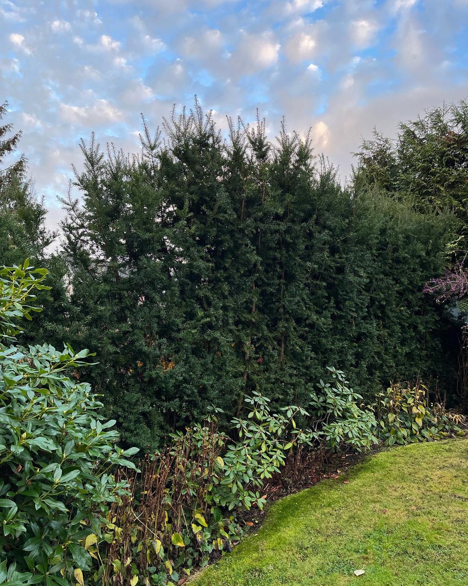 YVR Tree Care tweet media