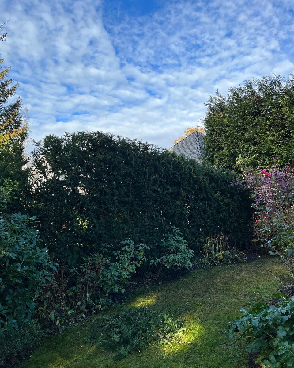 YVR Tree Care tweet media