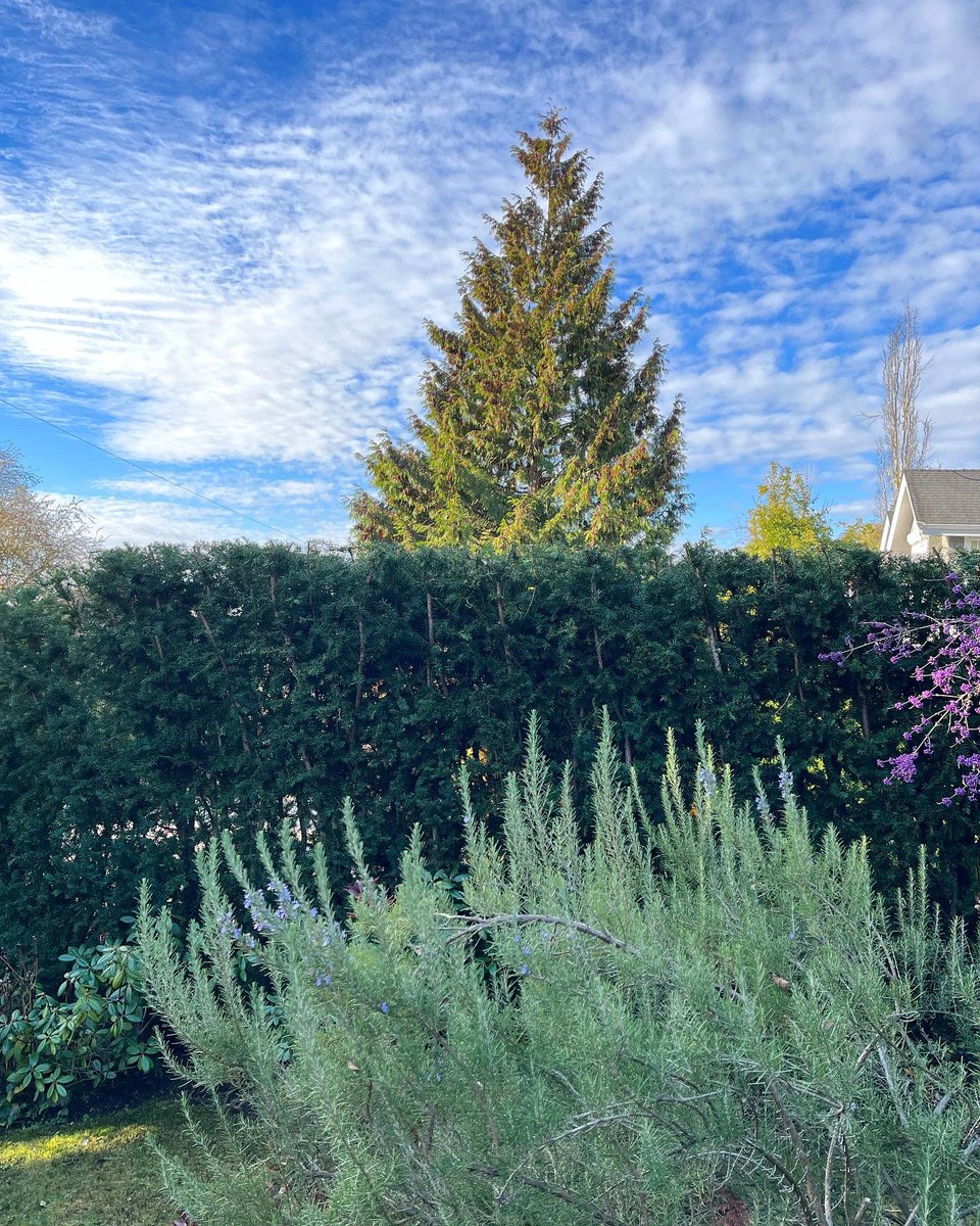 YVR Tree Care tweet media