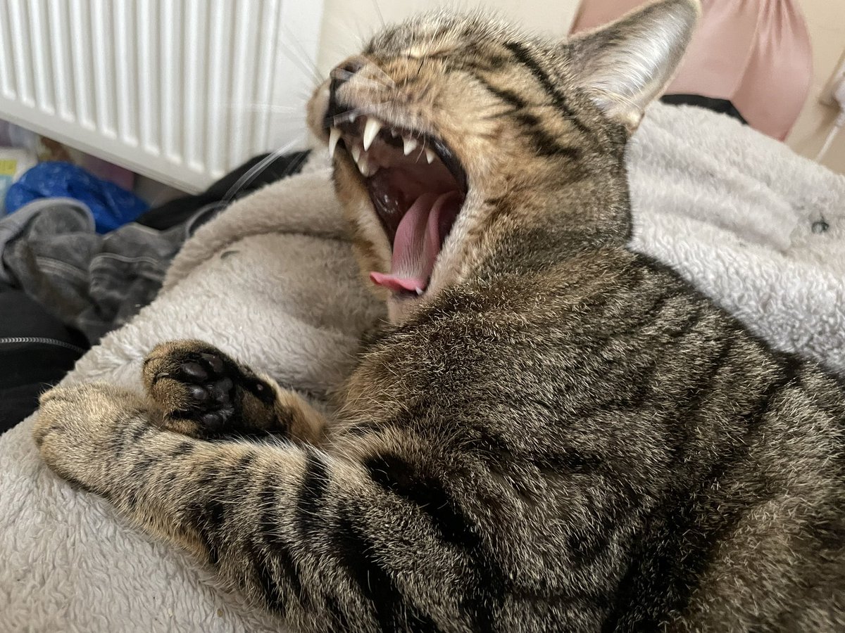 tricerawrites's tweet photo. i‘m in need of someone to take my cat in for possibly a few months. currently in London. indoor cat. despises other cats with a passion that borders camp. anxiously curious about both dogs &amp; people. friendly but bitey. please do share. https://t.co/7vFMDMQLlz