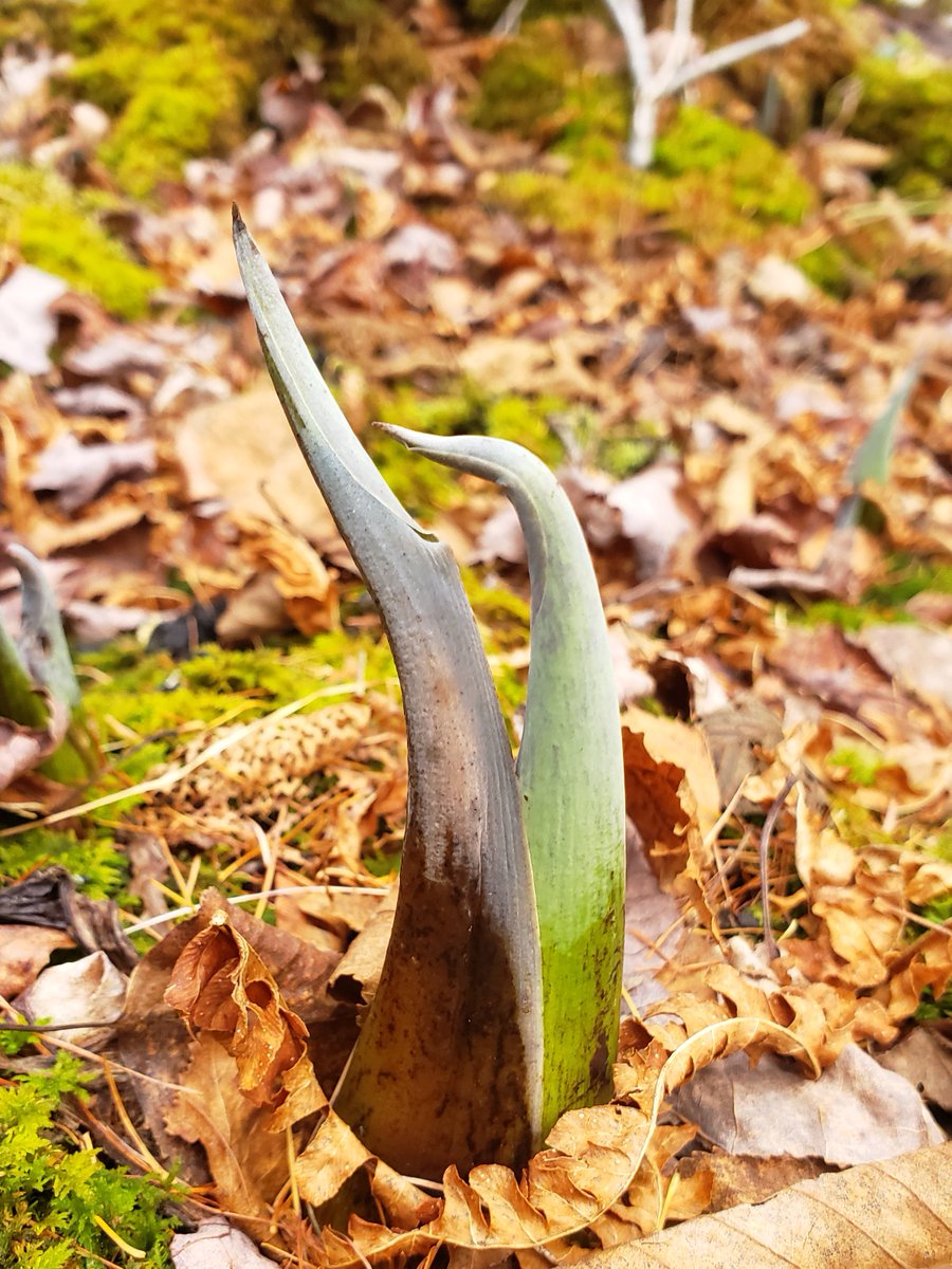 Catherine Millar-Haskell tweet media