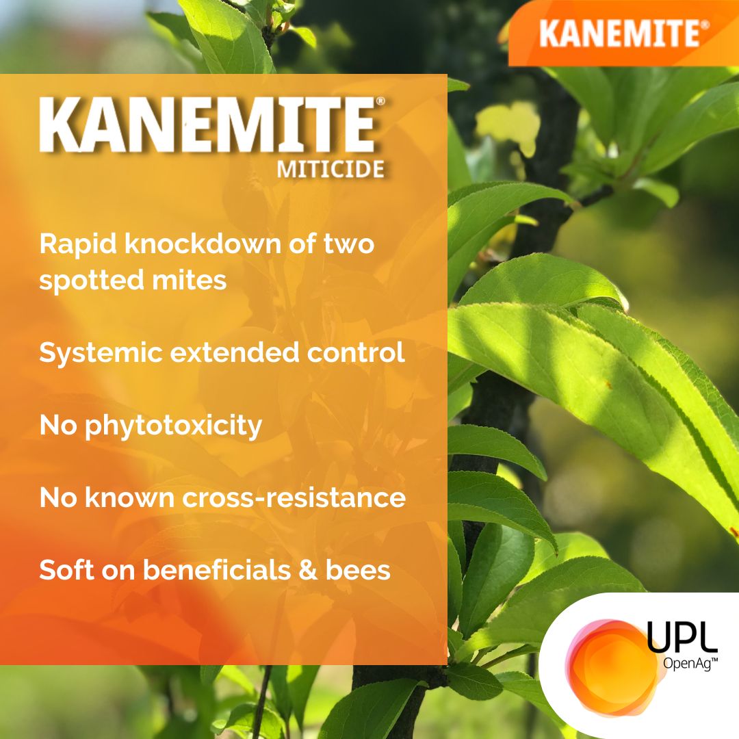 UPLAUSLtd's tweet photo. 🍒 #Stonefruit #growers: protect your fruit from #twospottedmite damage with #Kanemite.
🍑#IPM approved
🍑Rapid knockdown
🍑Extended systemic control
🍑No phytotoxicity
🍑No known cross-resistance
🐝Soft on other beneficials & #bees
Find out more 👉 https://t.co/NWBA7EniC2 https://t.co/f5dfm6jaiP
