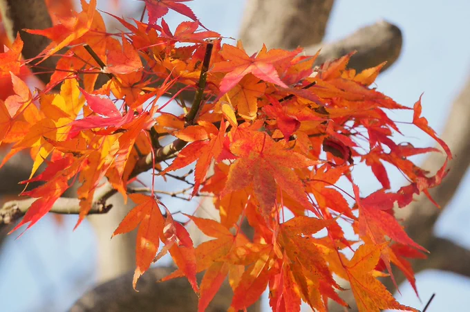 紅葉を見ると脳内で「あーきのゆうーひに」と流れ出すのだが、その後がコーラスの男性パートで「てるやまもみじぃー」と続いてしまうのがなんだか不本意だ。帰って来たウルトラマンやまんが日本昔ばなしのテーマもだいたい下ですね。11月28日。 