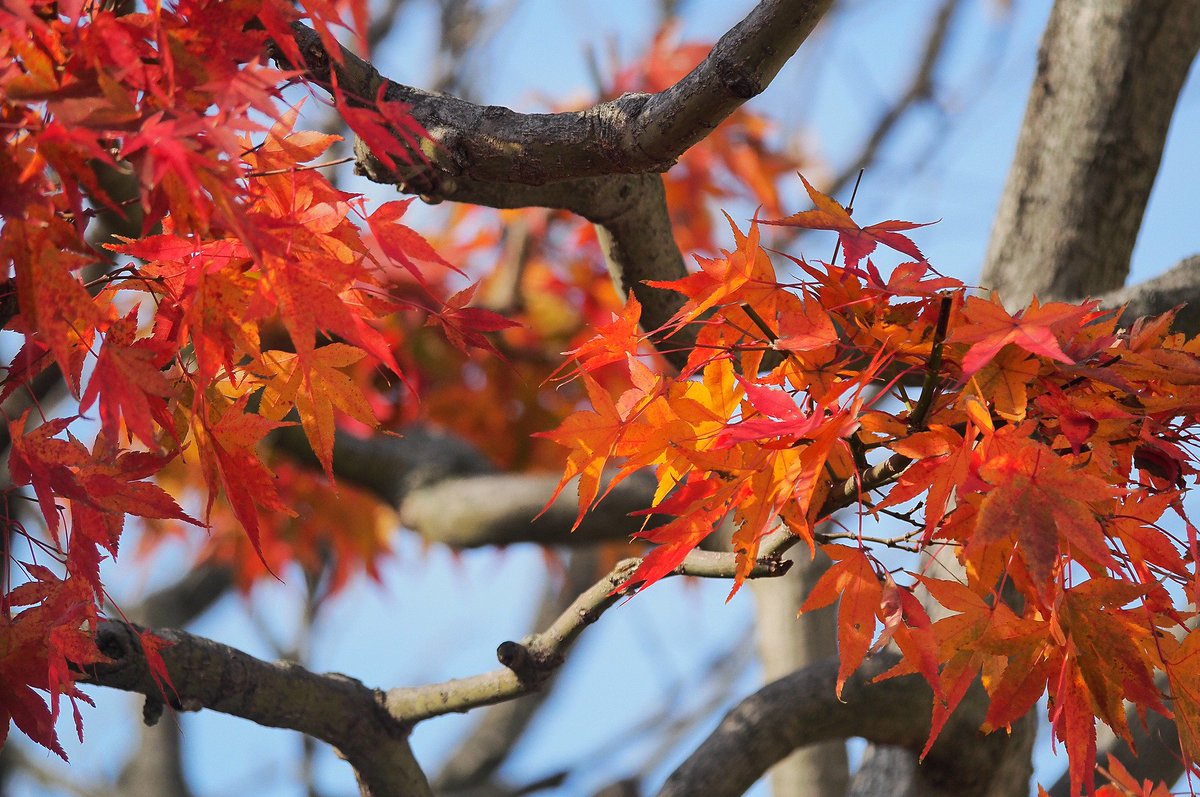 「紅葉を見ると脳内で「あーきのゆうーひに」と流れ出すのだが、その後がコーラスの男性」|日高トモキチ@暖機運転中のイラスト
