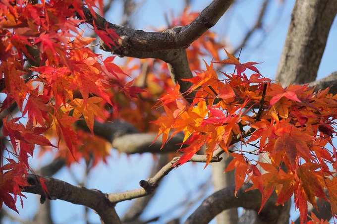 紅葉を見ると脳内で「あーきのゆうーひに」と流れ出すのだが、その後がコーラスの男性パートで「てるやまもみじぃー」と続いてしまうのがなんだか不本意だ。帰って来たウルトラマンやまんが日本昔ばなしのテーマもだいたい下ですね。11月28日。 