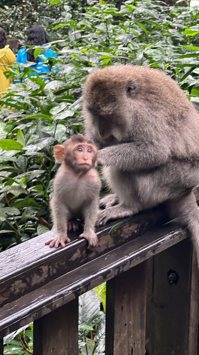 Vera 🍌💕🐒 tweet media
