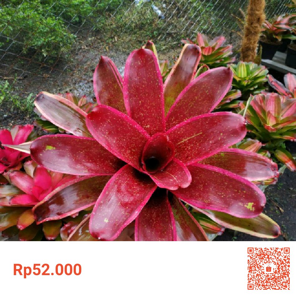 chobromelia's tweet photo. Saya menjual Bromelia neoregelia canny fier seharga Rp52.000. Dapatkan produk ini hanya di Shopee! https://t.co/Leo6byKBTA #ShopeeID https://t.co/uFmQbogH1t