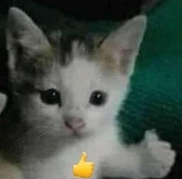 ‍ ‍ ‍ ⁀➴ ‍ 🌱 、 (@prasineforests) on Twitter photo 