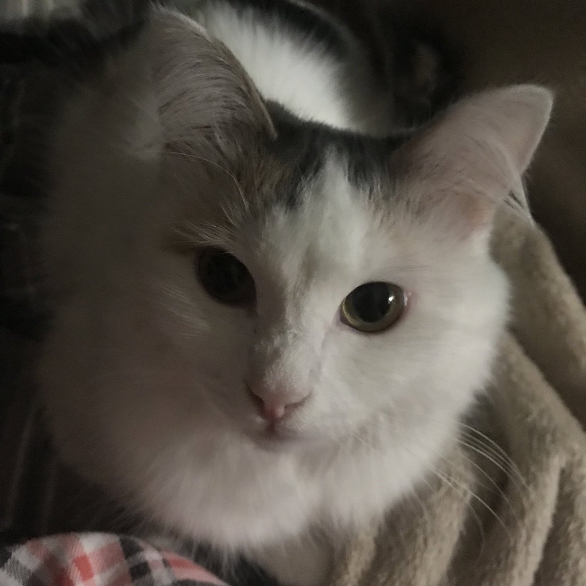 ithsme_yuna's tweet photo. цепочка ретвитов с эстетикой своей жизни, ПРИ УСЛОВИИ, что брать можно только свежие фото, которые пылятся у вас в галерее не больше месяца https://t.co/592jupXISA
