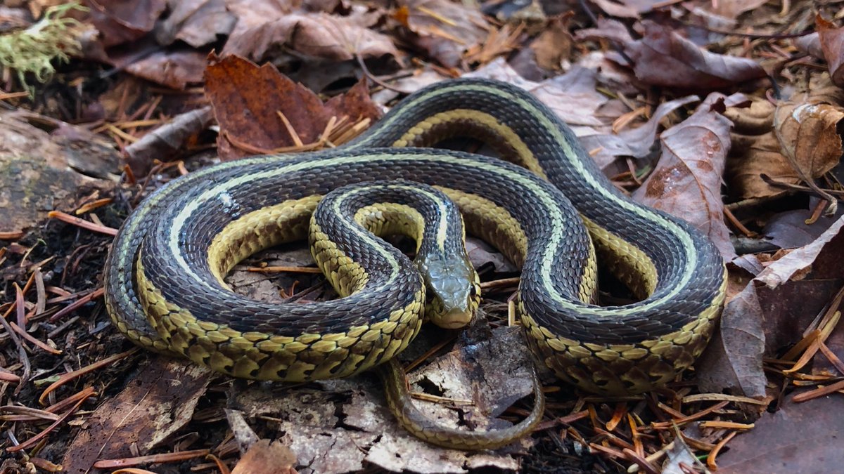 MWPARC's tweet photo. By now, garter snakes in the Midwest have probably located a warm spot to overwinter in. They typically curl up in burrows, natural cavities, or under rocks. Some garter snakes gather in groups to keep warm. 🔥 Image: @TrishHerps4Life https://t.co/hIs0YE9qlI