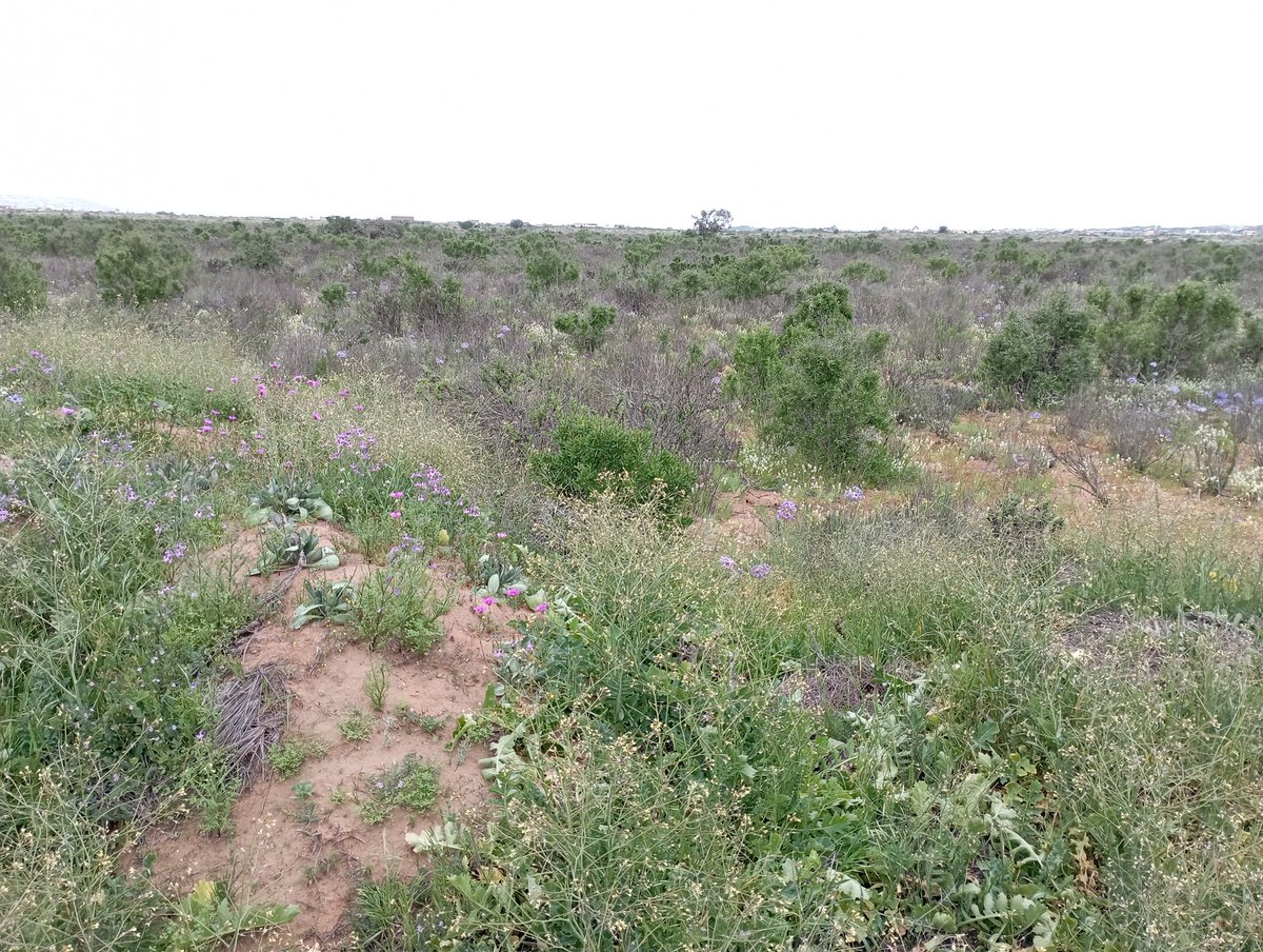 conaf_coquimbo's tweet photo. Al adquirir una #parceladeagrado, asegúrate de conocer las especies vegetacionales🌵🌿🌱 que hay en el lugar. La corta de formaciones protegidas, está penada por ley. 
Revisa el Catastro de Recursos Vegetacionales por región, en el siguiente link: 
https://t.co/Aof3MpnaJG https://t.co/QCuMLBpAXX
